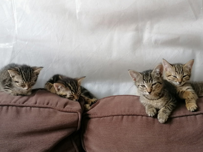 4 tabby kittens sitting on the back of a brown sofa