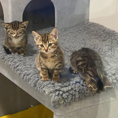3 tabby kittens in a cat pen