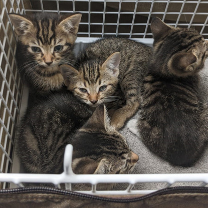four tabby kittens in a cat basket