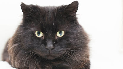 longhaired black cat looking at camera