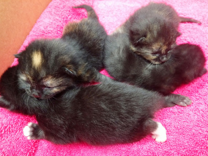 litter of black kittens on pink towel
