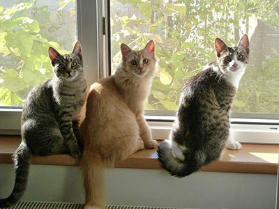 three cats sitting on windowsill