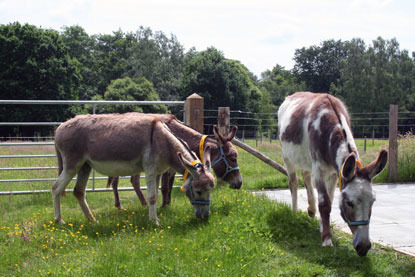 three brown and white donkeys eating grass