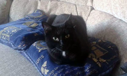 black cat sitting on blue cushions