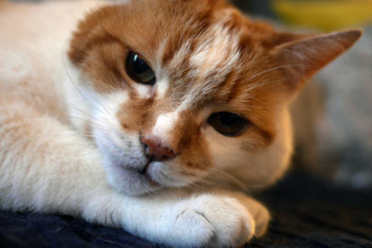 ginger and white cat with tumour in cheek
