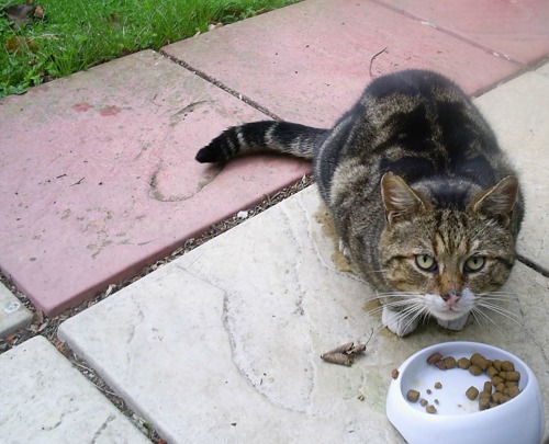 tabby cat eating in garden