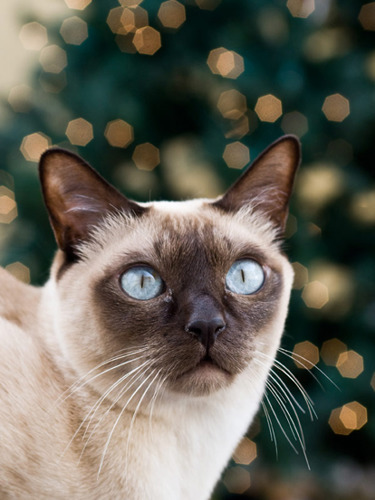 beige tonkinese cat in front of Christmas tree lights