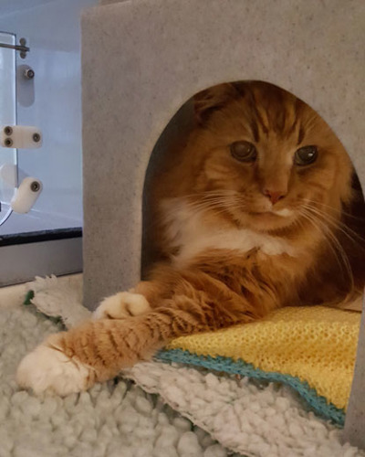 longhaired ginger cat in cat hide in adoption centre pen
