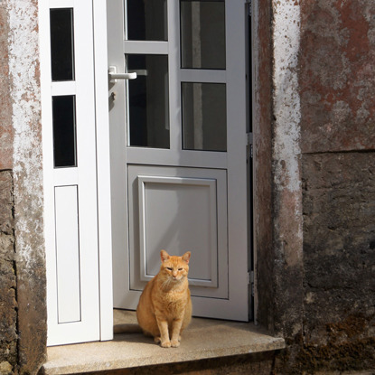 ginger cat sitting in doorway