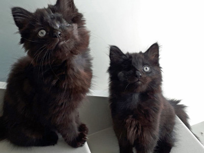 two black long-haired kittens each with an eye missing