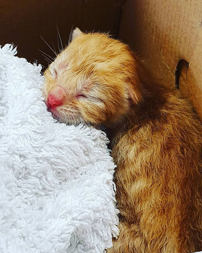 ginger newborn kitten in cardboard box