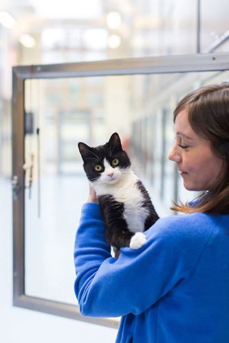 lady in cat adoption centre holding a black and white cat