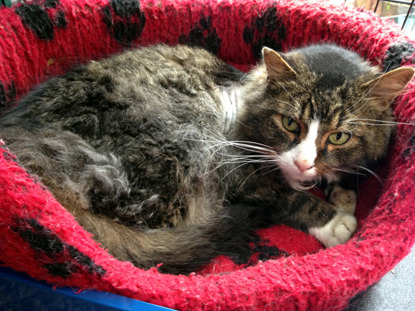 tabby cat in red cat bed
