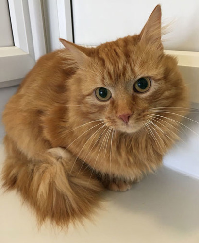 longhaired ginger cat in adoption centre pen