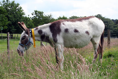 white and brown donkey eating long grass