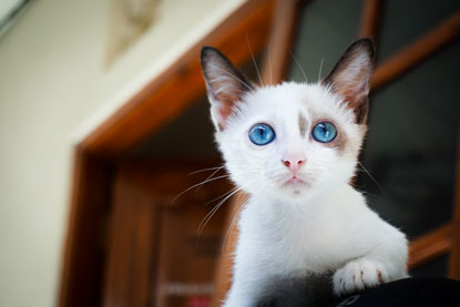 white kitten with bright blue eyes