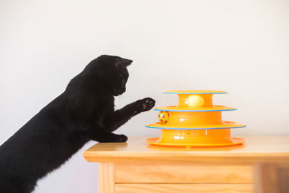 black cat playing with interactive spinning ball toy