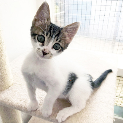 tabby and white kitten on cat play tower