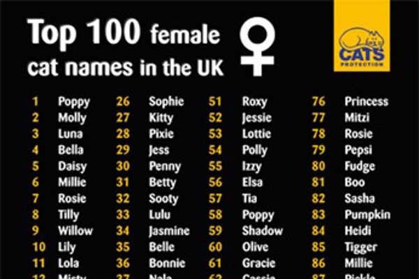 Top cat names revealed in Cats Protection survey