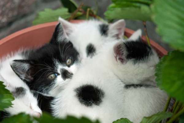 Branch tends plant pot kittens
