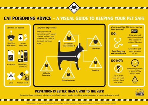 Guide to recognising the signs of cat poisoning
