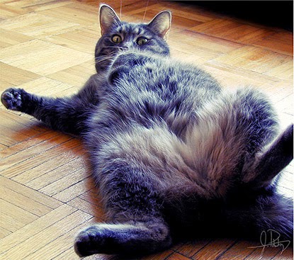 dark tabby cat lying on back showing belly
