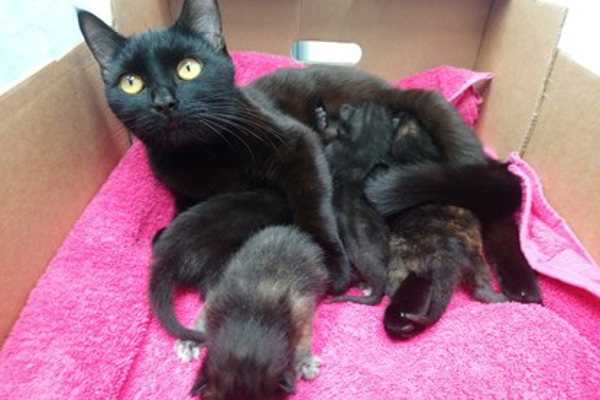 Cat and kittens dumped in mushroom box lucky to be alive