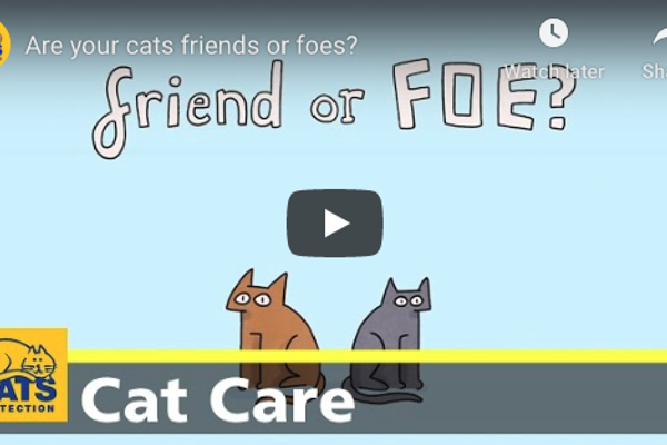 Are your cats friend or foe?