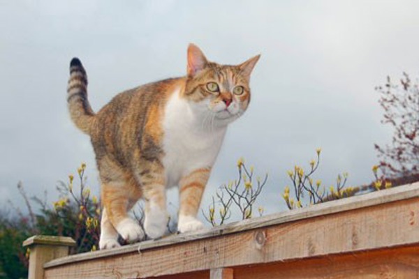 ‘Why does my cat roam?’ and other veterinary FAQs