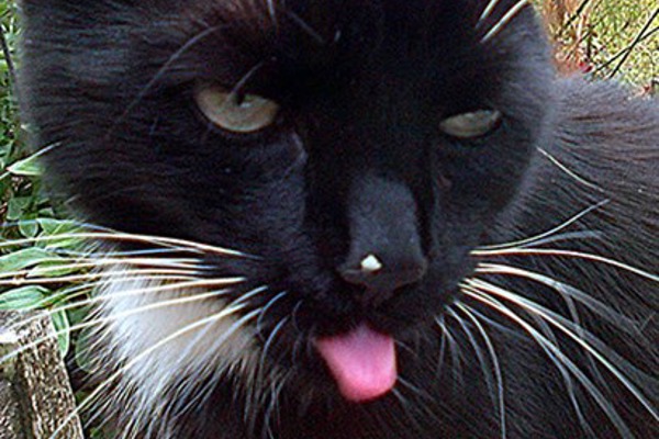Why do cats blep – and is it the latest pet craze?