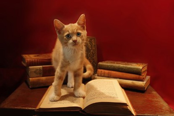 Top cats from literature