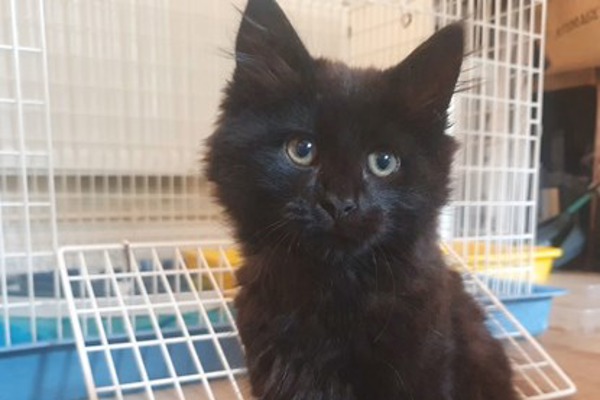 Kitten found abandoned in a plastic box needs your help