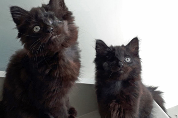 Maimed kittens thriving despite being cruelly dumped in bag