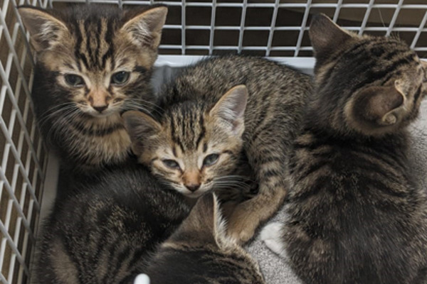 Kittens rescued from house with 17 cats