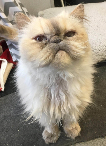 grey and white Persian cat with flat face