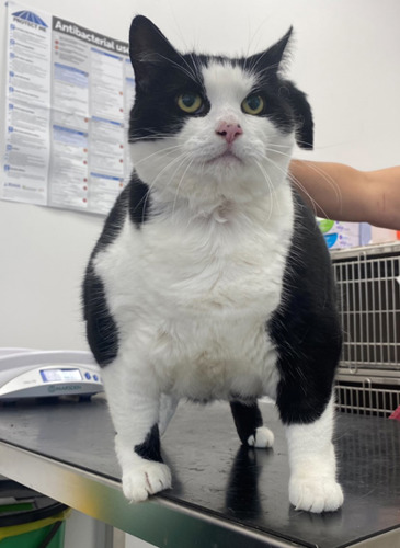 obese black and white cat on vet table