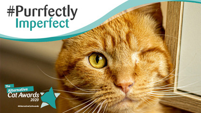 one eyed ginger cat with #purrfectly imperfect logo and Alternative Cat Awards 2020 logo