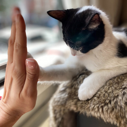 black and white cat giving a high five