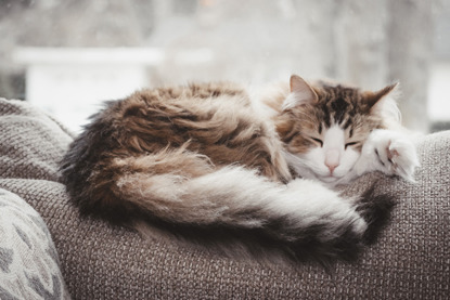 brown and white longhaired cat asleep on top of sofa