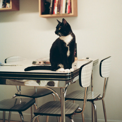 black and white cat sitting on table