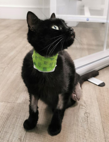 black cat with three legs wearing surgical collar