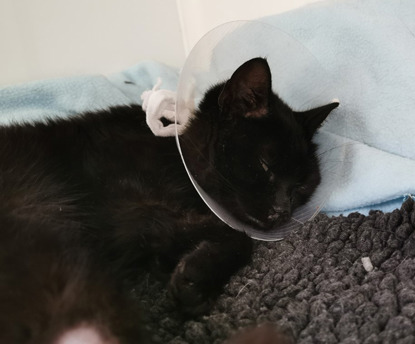 black cat wearing neck cone and lying on blanket