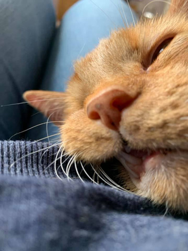 close up of ginger cat's face on person's lap