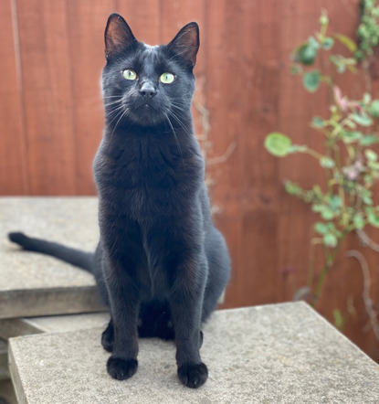 black cat sitting outside on paving slabs