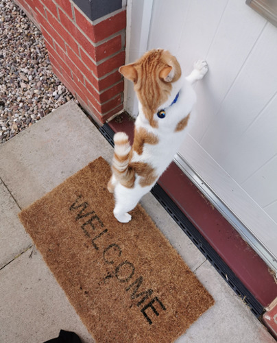 three legged ginger and white cat standing up pawing at front door on welcome mat