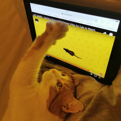 cat pawing at mouse on tablet screen