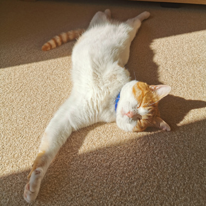 3 legged ginger and white cat laying in sunny spot on carpet