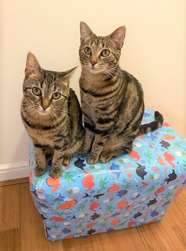 two tabby cats sitting on top of gift wrapped present
