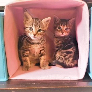 two brown tabby kittens sitting inside pink box