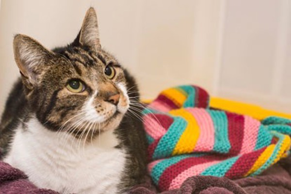 Microvolunteering: Small ways you can make a big difference for cats
